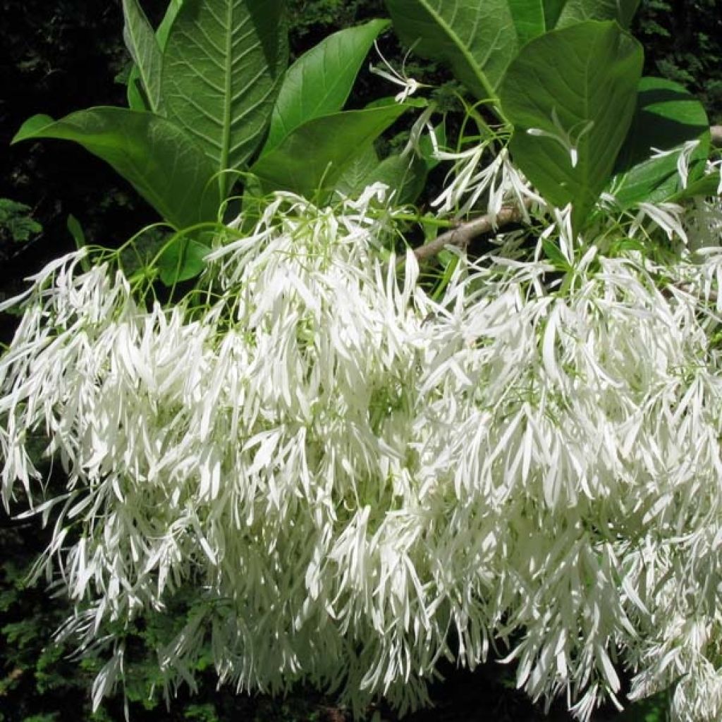 Chionanthus virginicus - Laurel de nieve