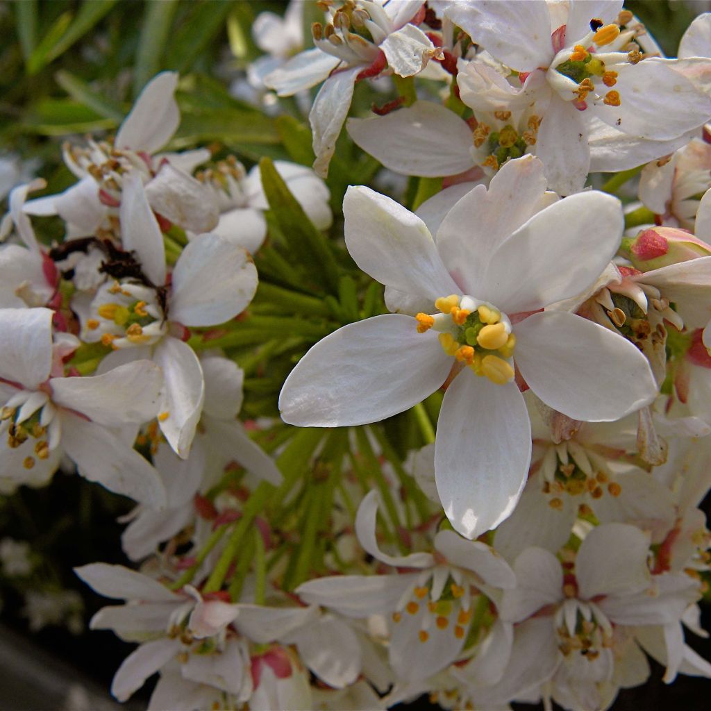 Naranjo de Méjico - Choisya Aztec Pearl