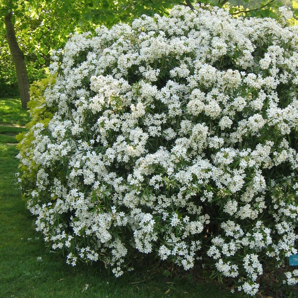 Naranjo de Méjico - Choisya Aztec Pearl