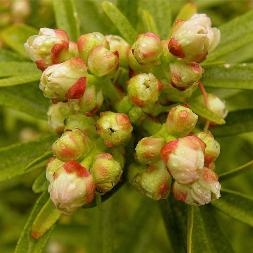 Naranjo de Méjico - Choisya Aztec Pearl