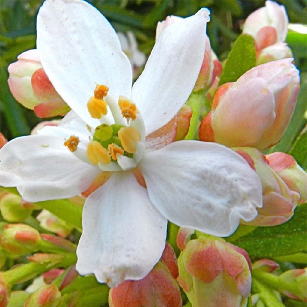 Naranjo de Méjico - Choisya Aztec Pearl