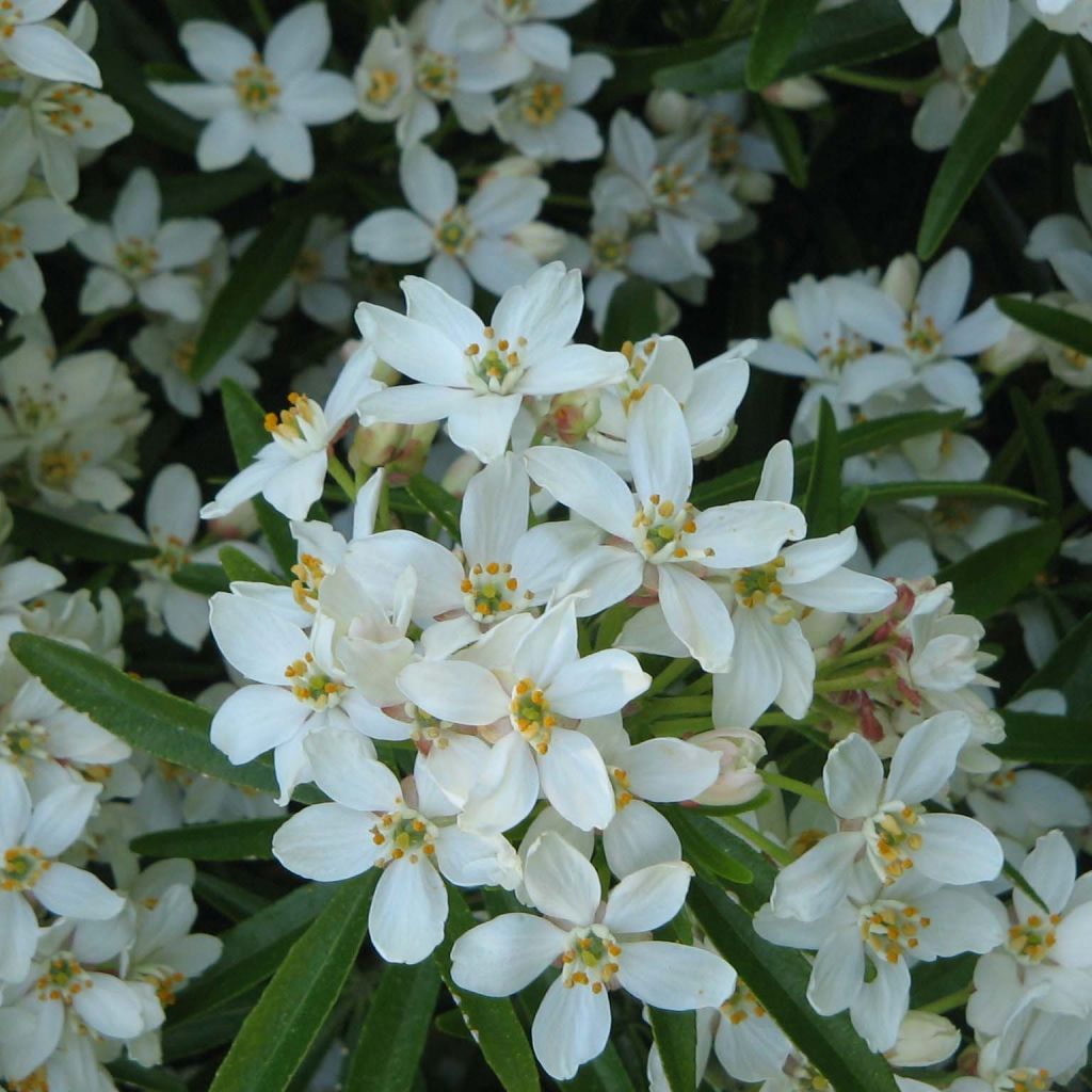 Naranjo de Méjico - Choisya Aztec Pearl