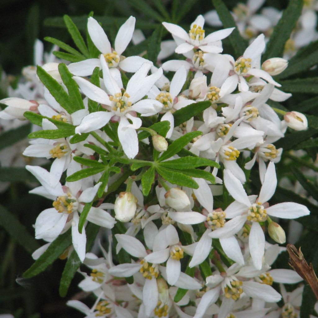 Naranjo de Méjico - Choisya White Dazzler