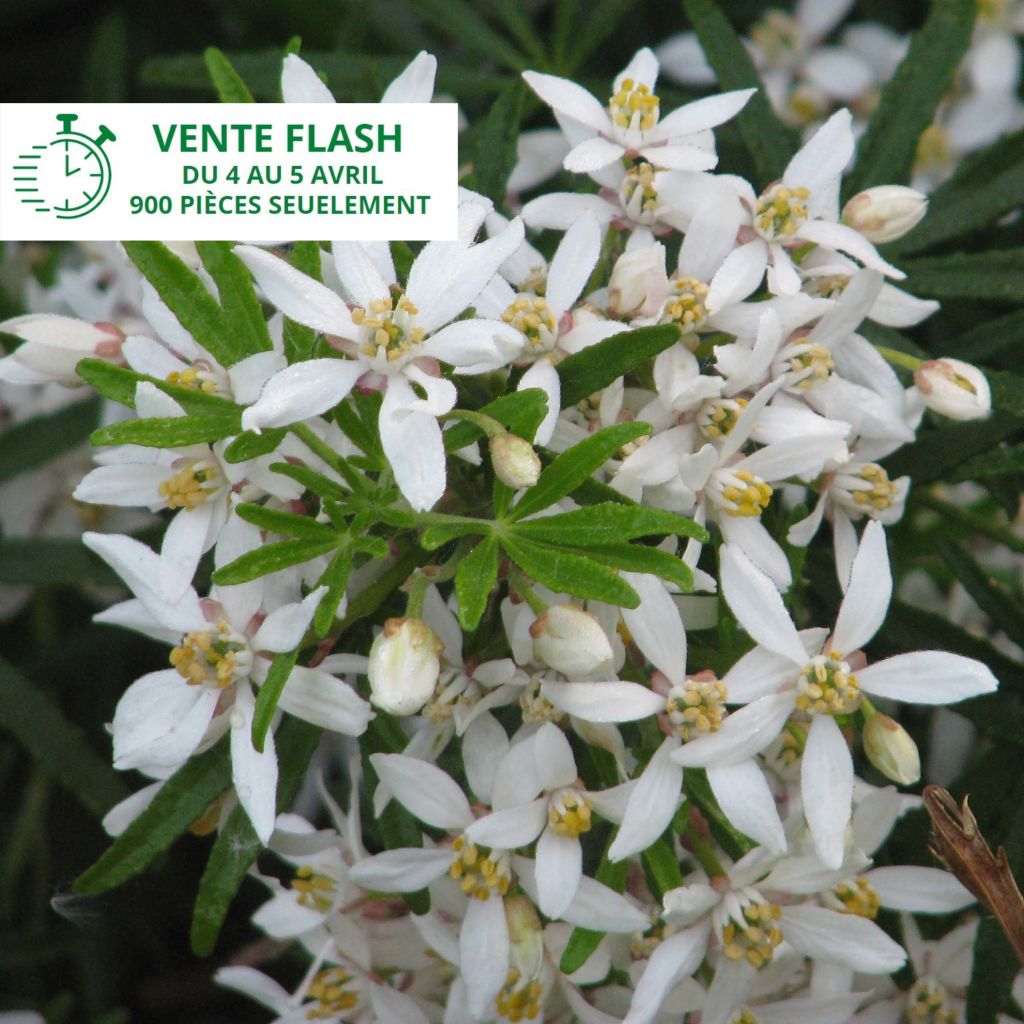 Naranjo de Méjico - Choisya White Dazzler