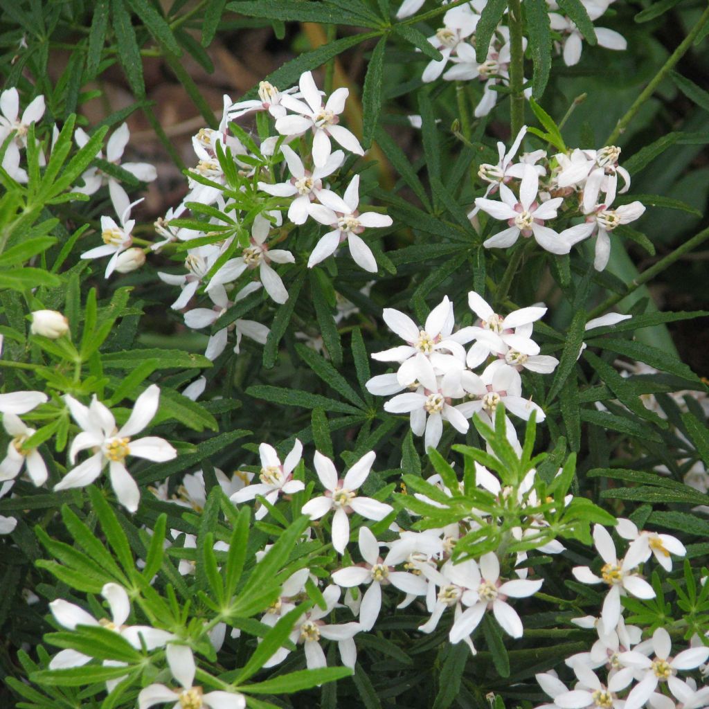 Naranjo de Méjico - Choisya White Dazzler