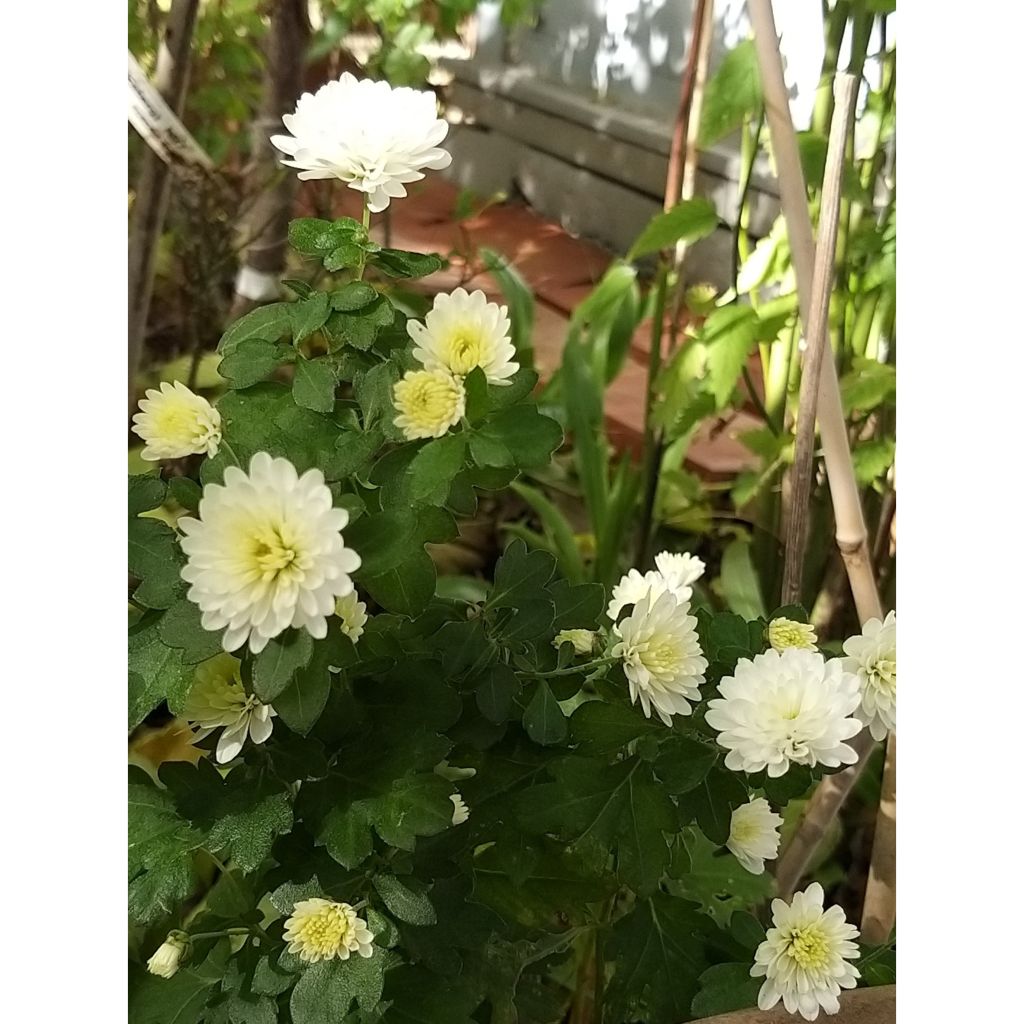 Chrysanthemum indicum Poesie - Crisantemo