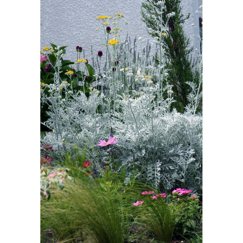 Senecio cineraria Silver Dust - Cineraria gris