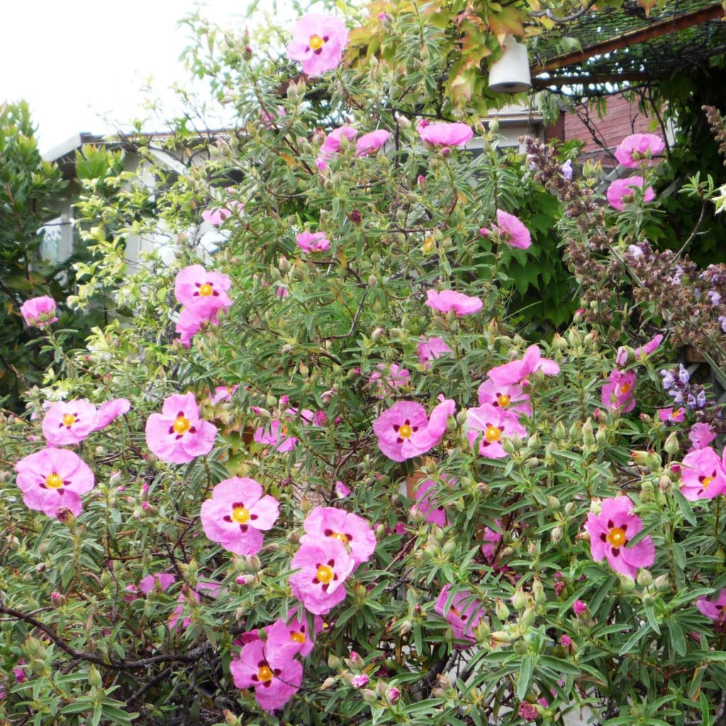 Jara purpúrea - Cistus purpureus