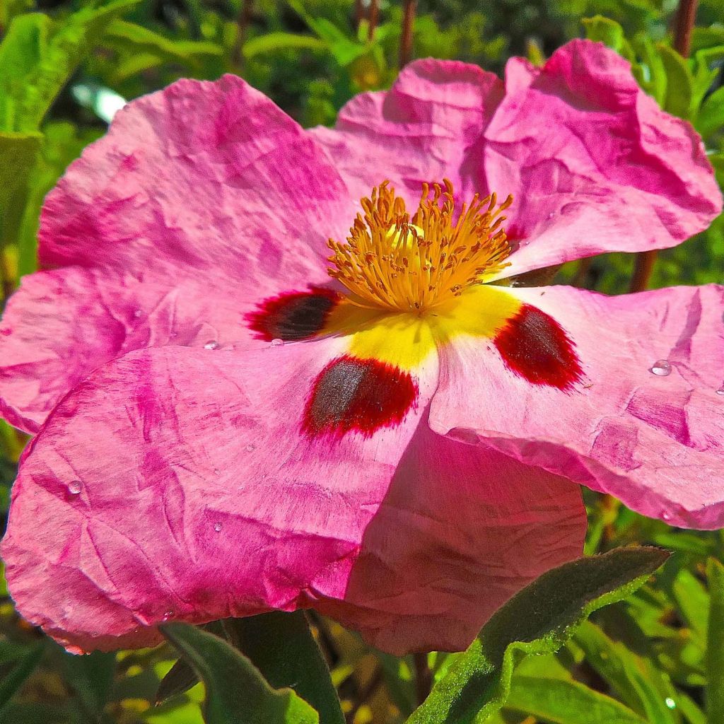 Jara purpúrea - Cistus purpureus