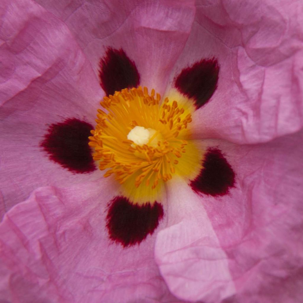 Jara purpúrea - Cistus purpureus