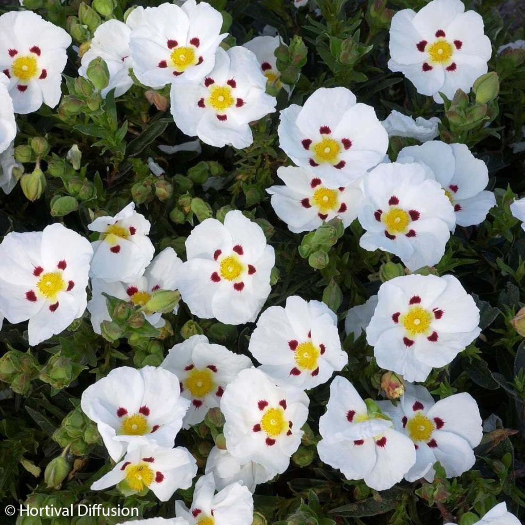 Jara - Cistus lusitanicus Decumbens