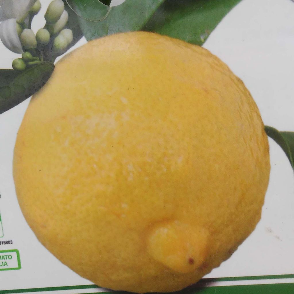 Limonero Cerza - Citrus limon