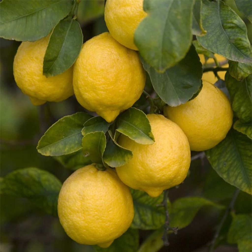 Limonero Femminello Siracusano - Citrus limon