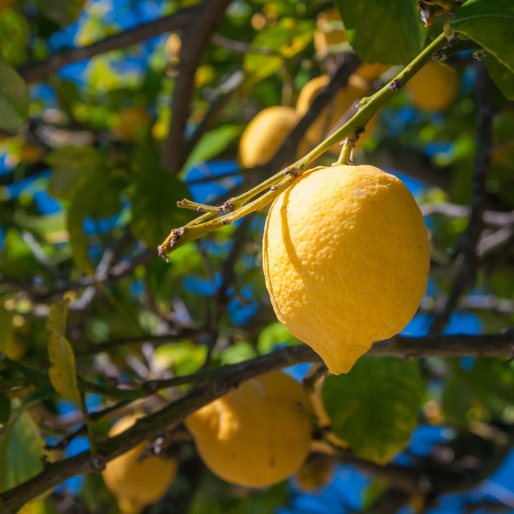 Limonero Femminello Siracusano - Citrus limon