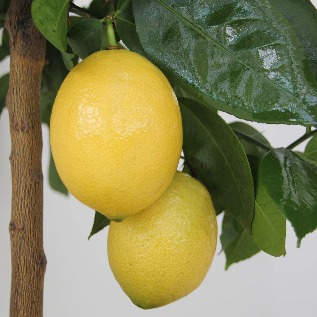 Limonero Lemox - Citrus limon