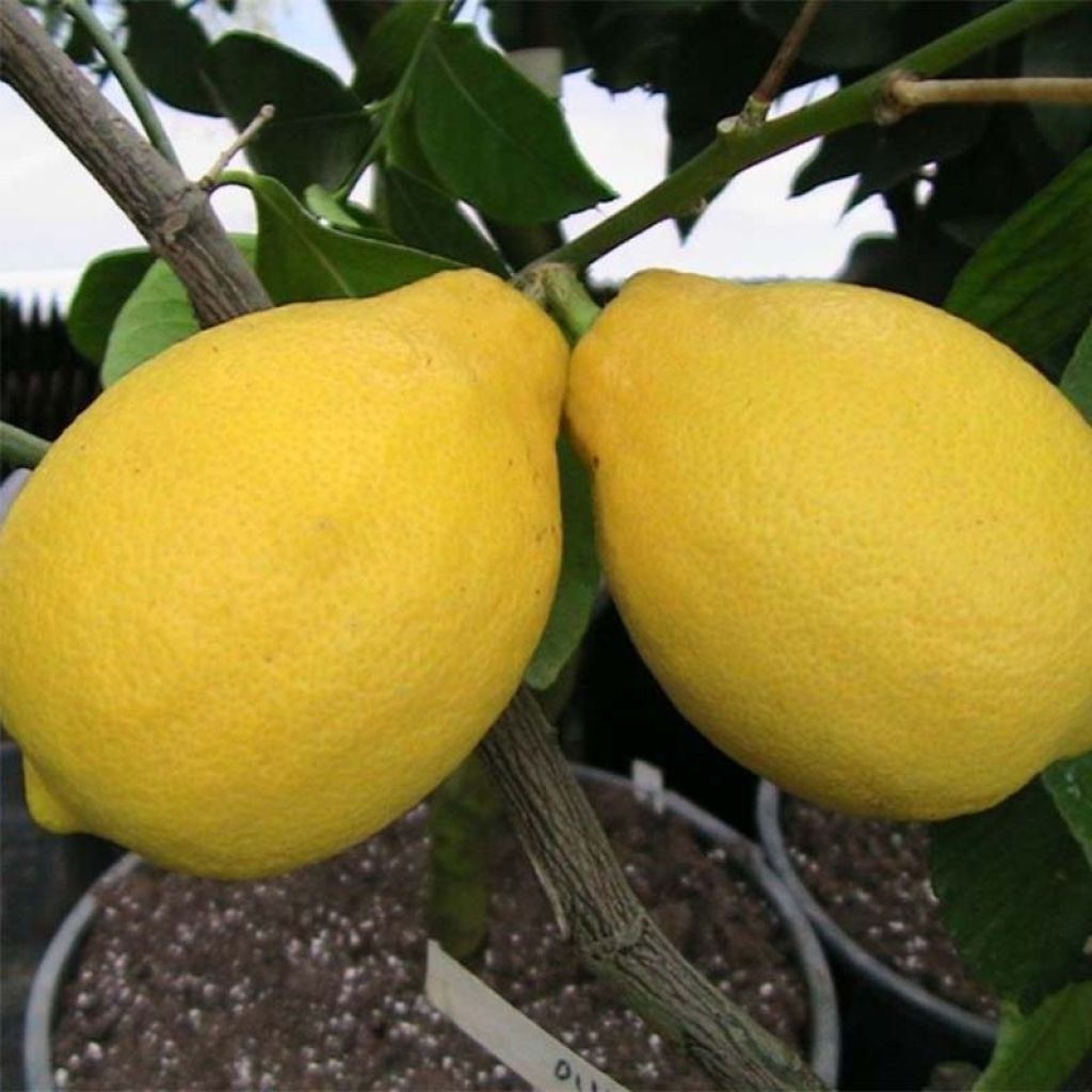 Limonero Lemox - Citrus limon