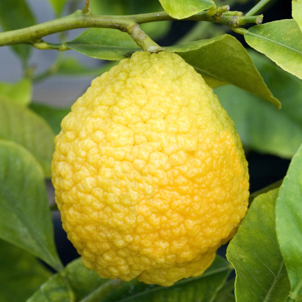 Cidro Maxima - Citrus medica