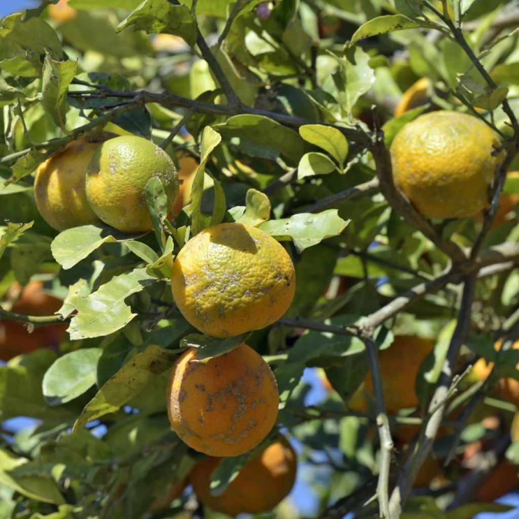 Limonero Volkameriano