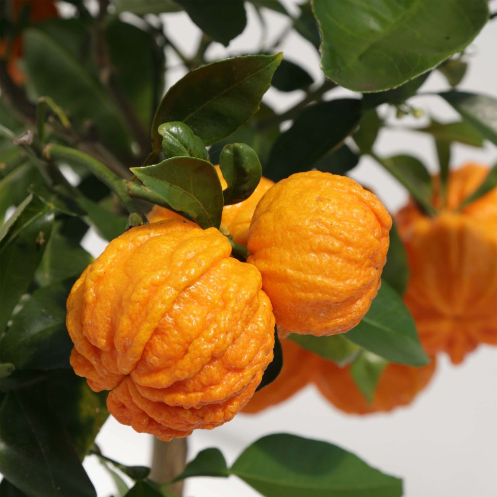 Naranjo Corrugata - Citrus sinensis x aurantium