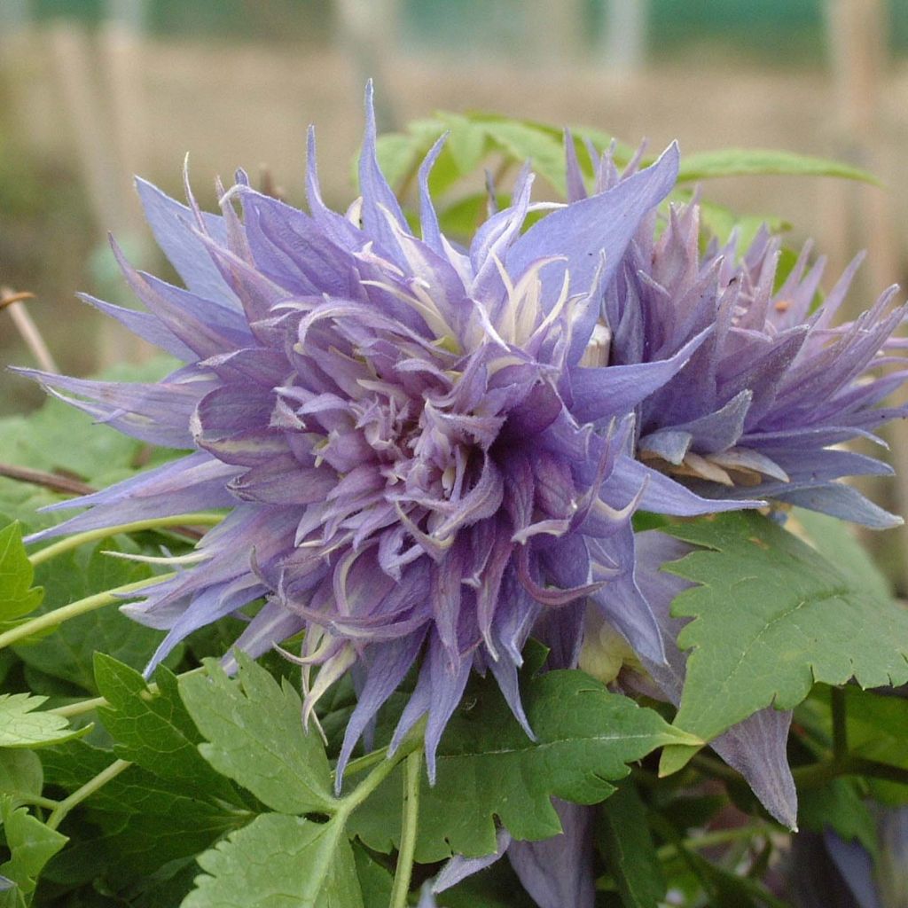 Clematis Ocean Pearl