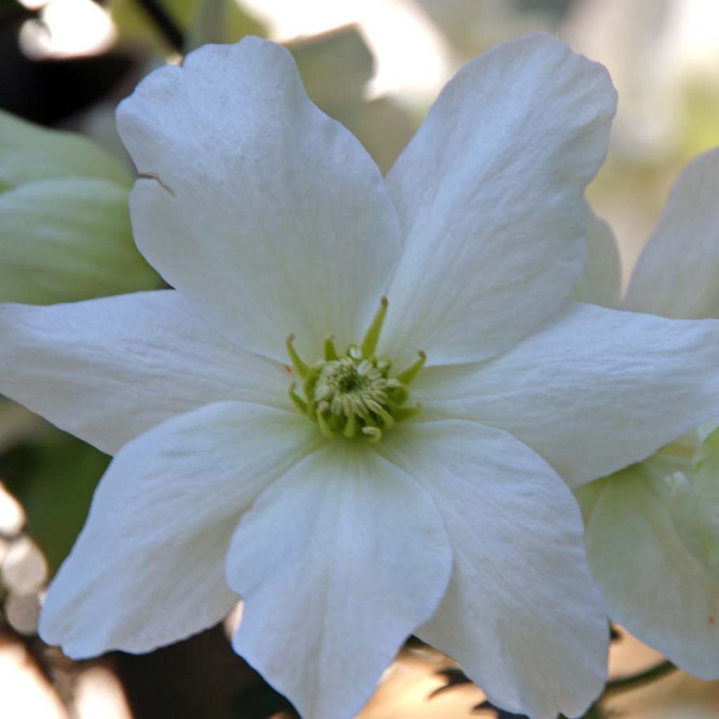 Clematis Avalanche