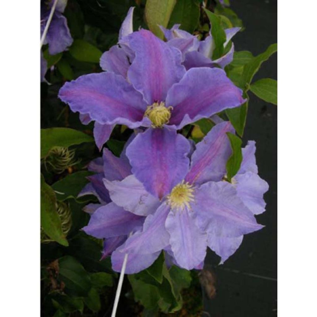 Clematis Beata