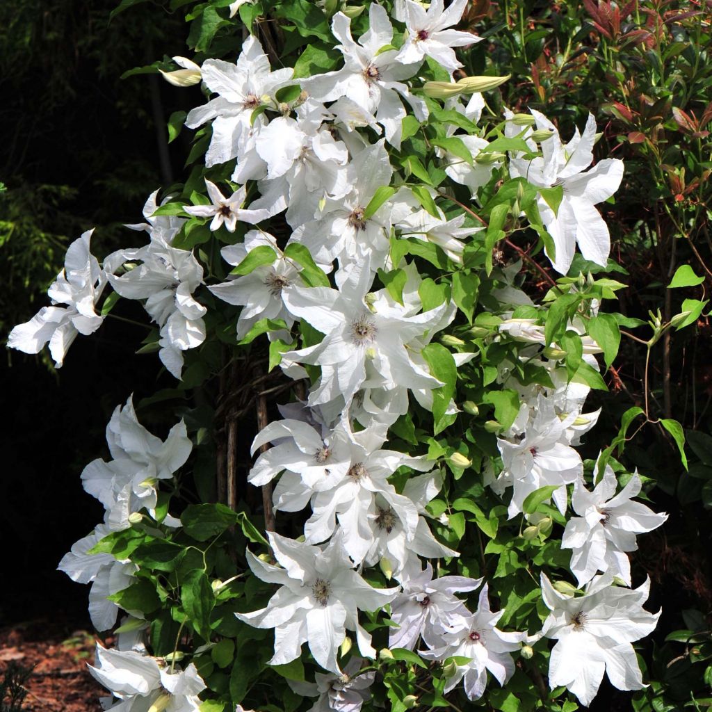 Clematis Beautiful Bride