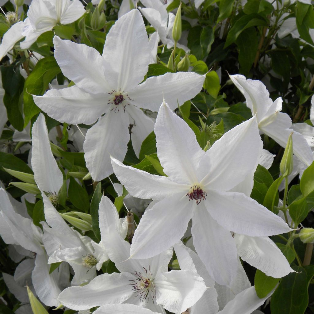 Clematis Beautiful Bride