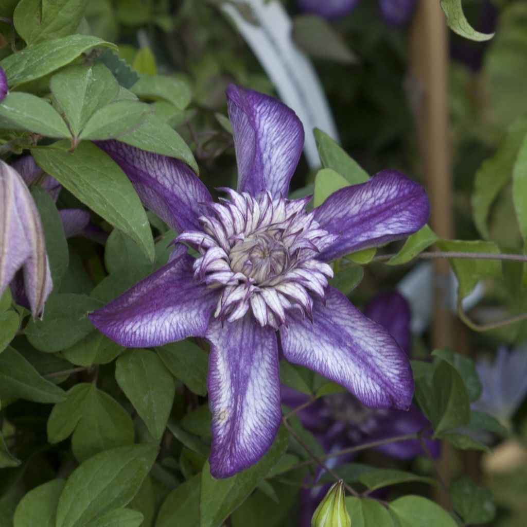 Clematis florida Cassis