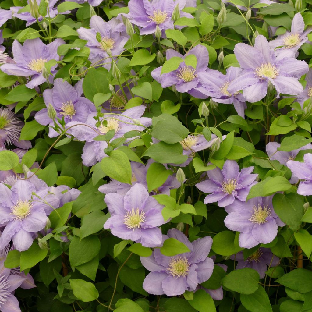 Clematis Cezanne