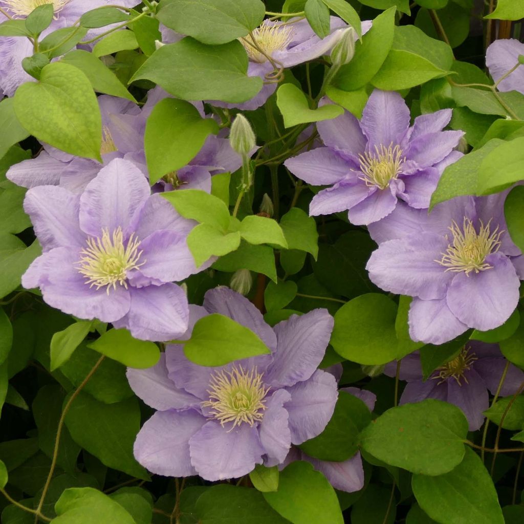 Clematis Cezanne