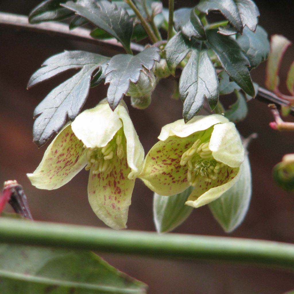 Clematis cirrhosa Balearica - Aján