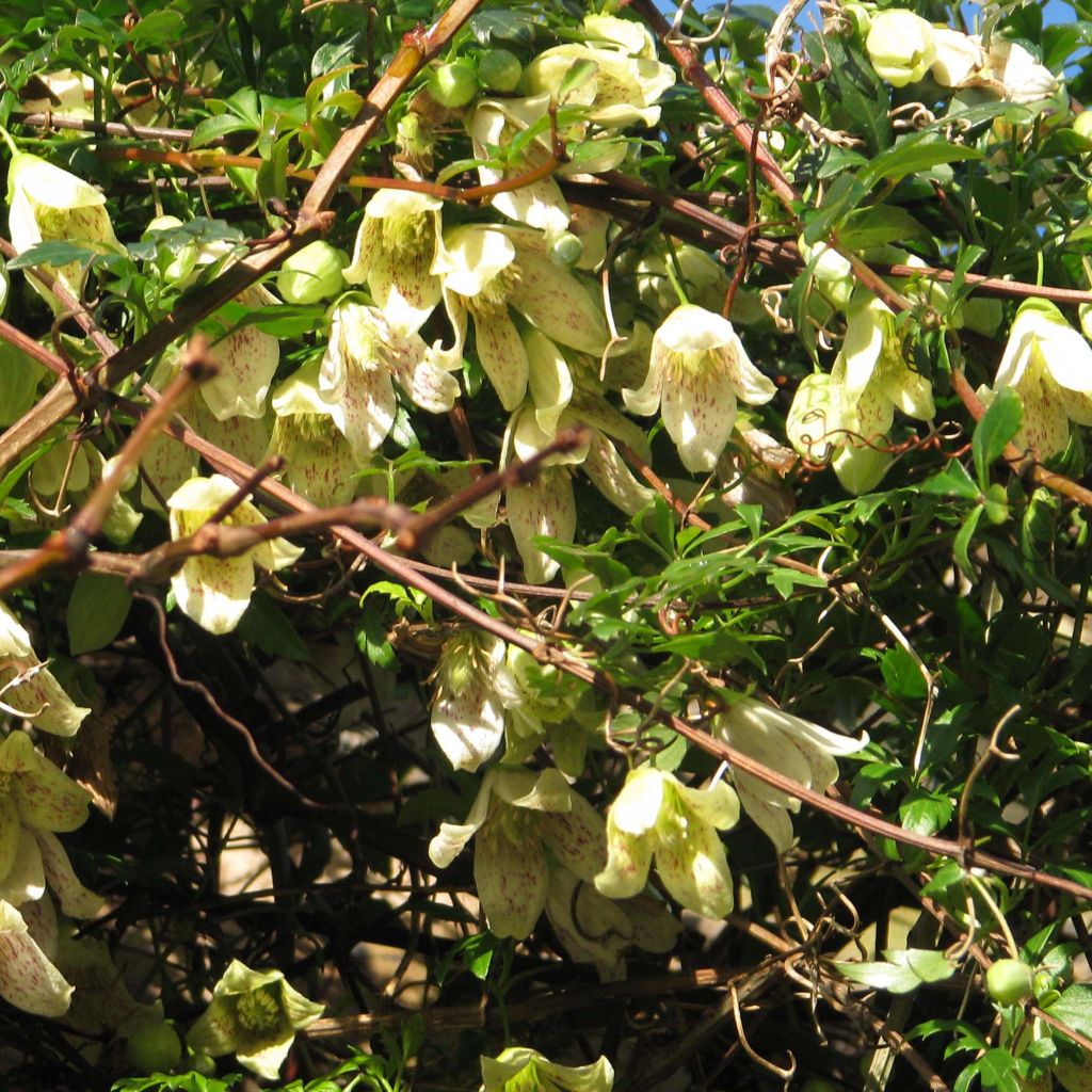 Clematis cirrhosa Balearica - Aján