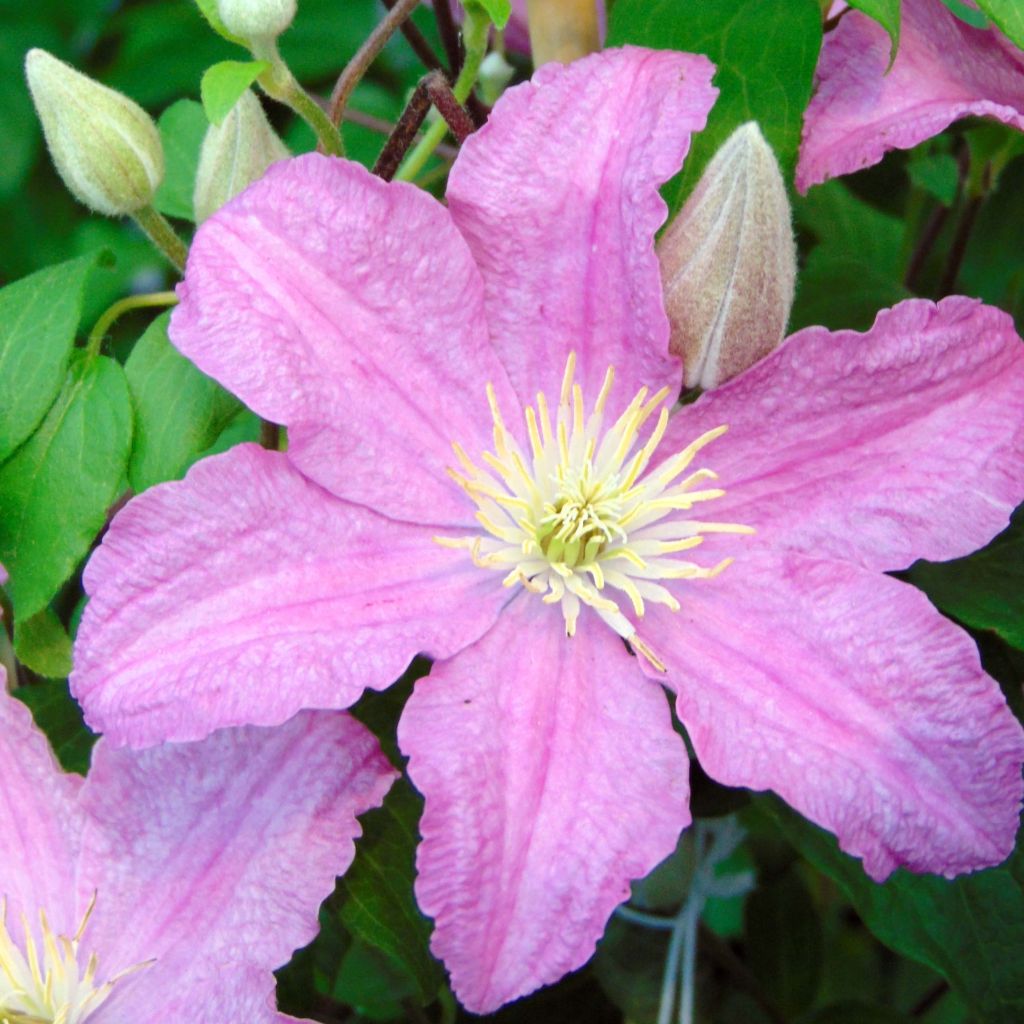 Clematis Comtesse de Bouchaud