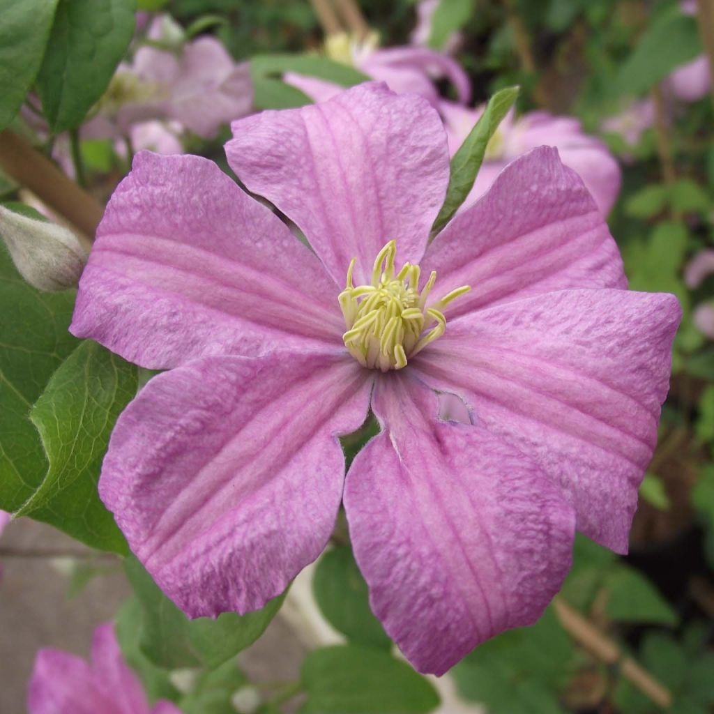 Clematis Comtesse de Bouchaud