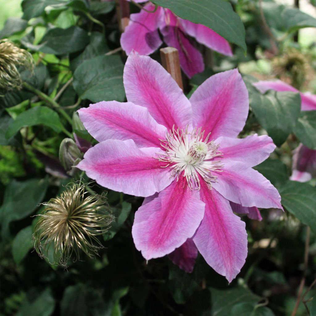 Clematis Docteur Ruppel