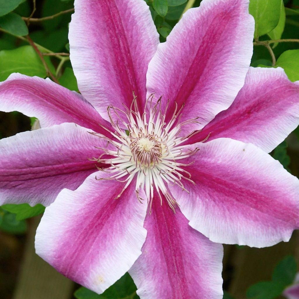 Clematis Docteur Ruppel