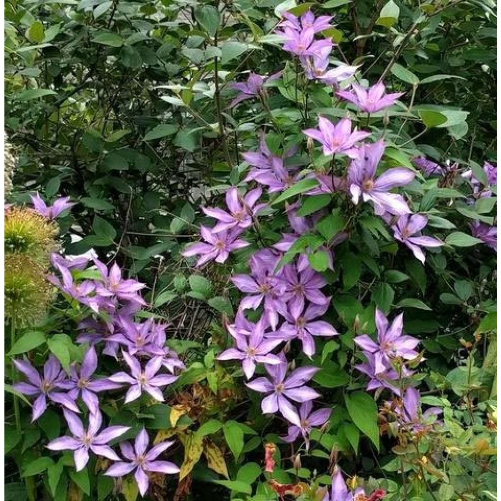 Clematis Dorothy Walton