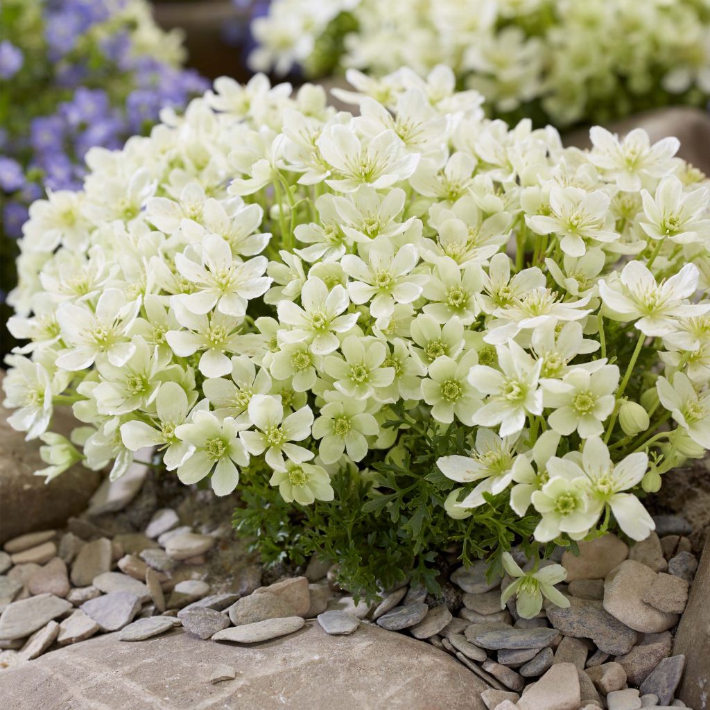 Clematis Emerald Dream