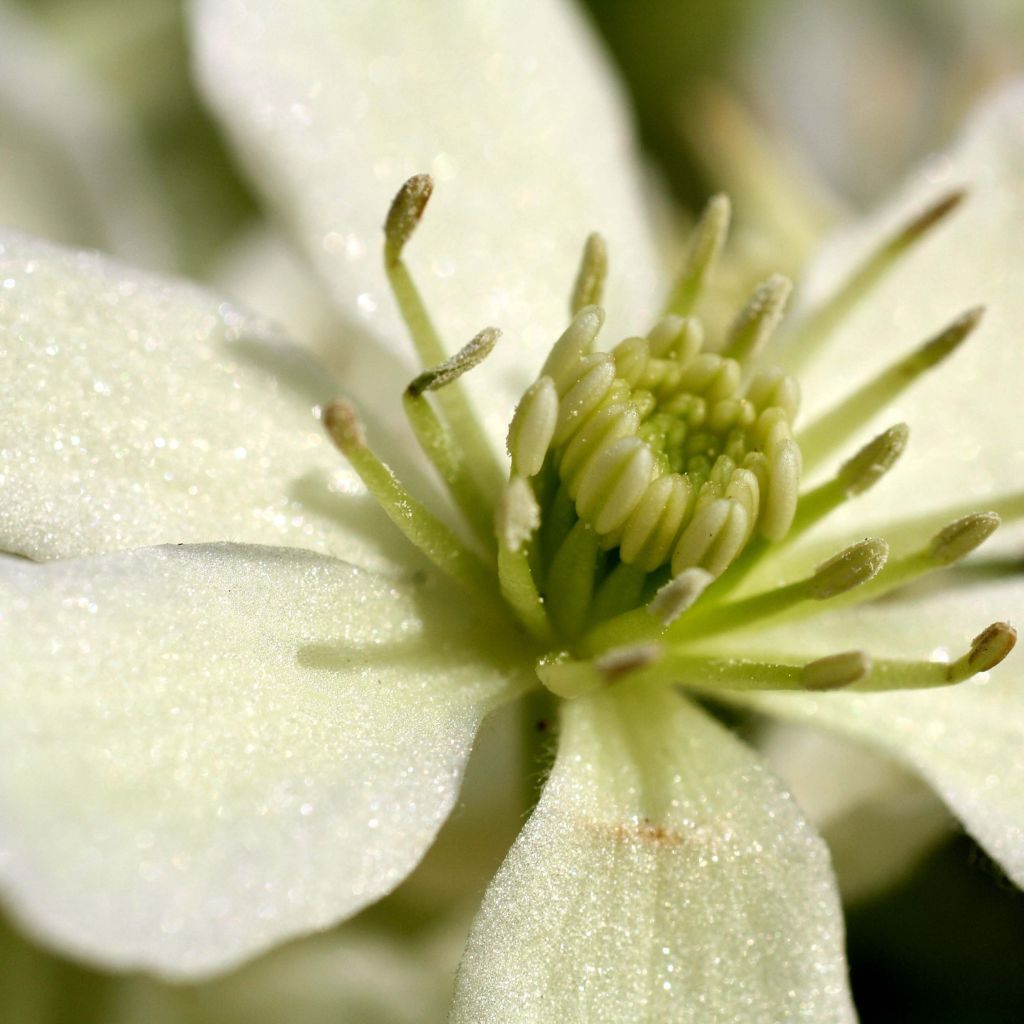 Clematis Emerald Dream