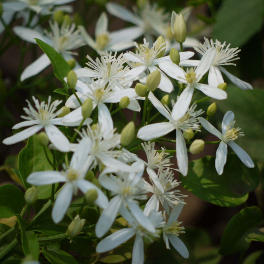 Clematis flammula - Clemátide olorosa