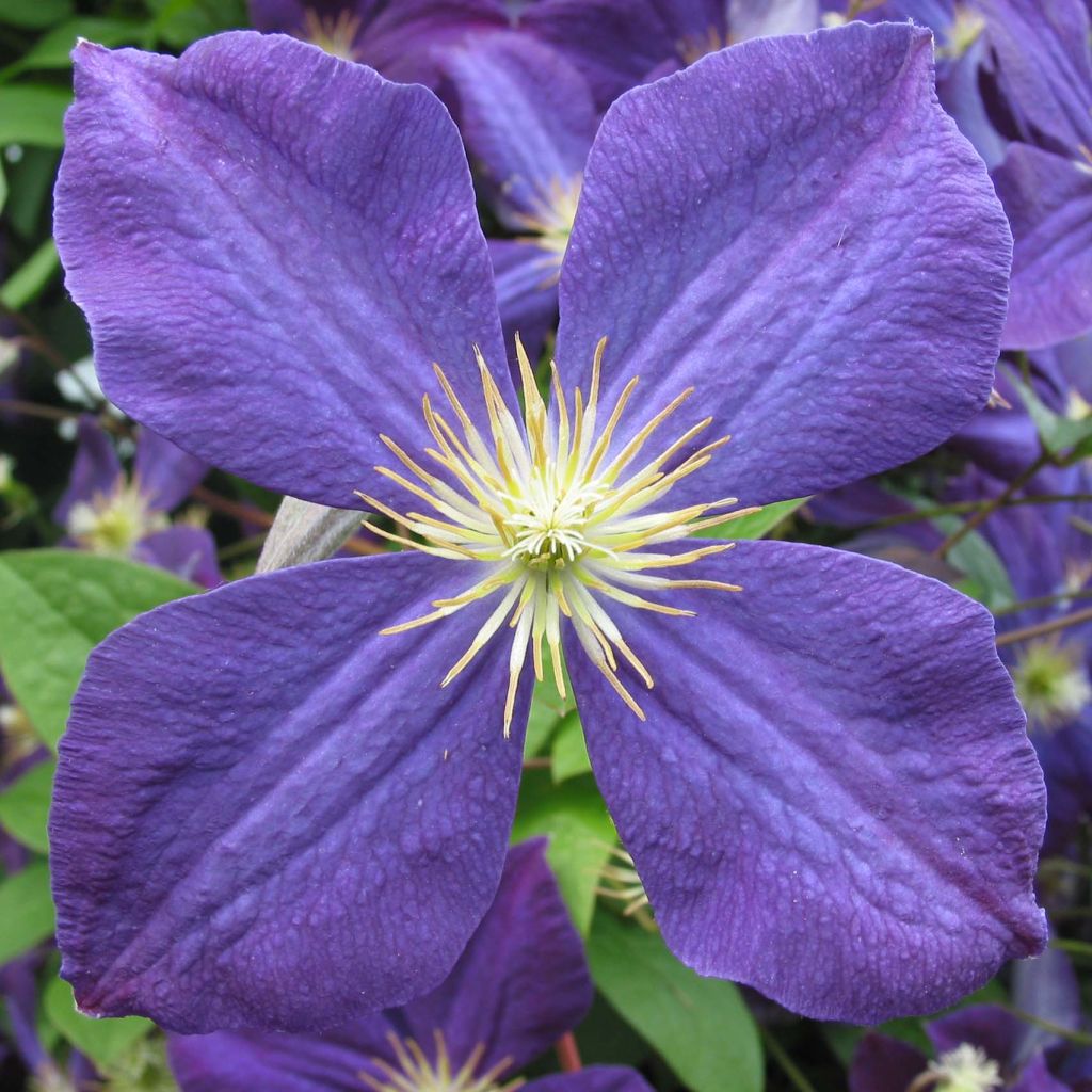 Clematide azul violeta - Clematis jackmanii