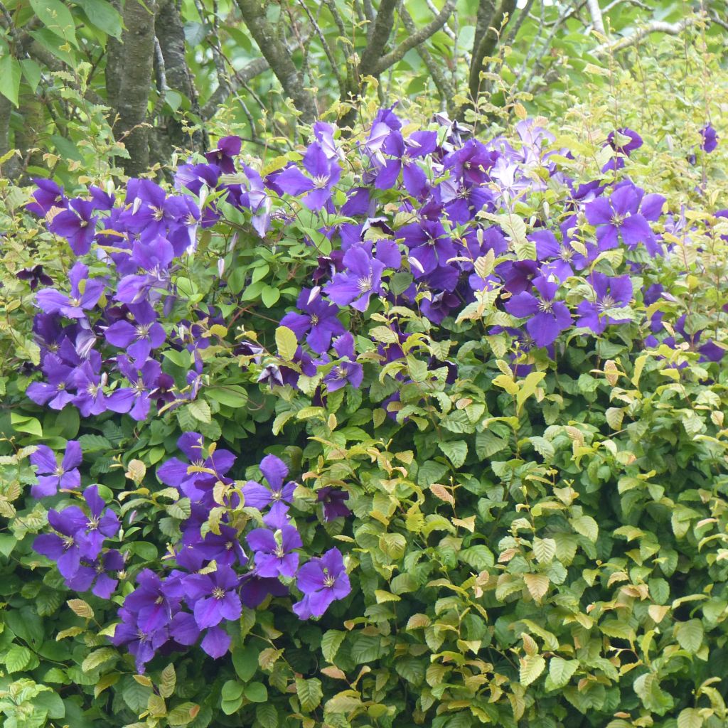 Clematide azul violeta - Clematis jackmanii