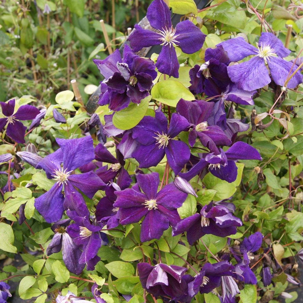 Clematis jackmanii Superba