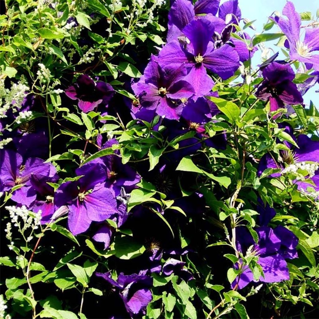 Clematis jackmanii Superba