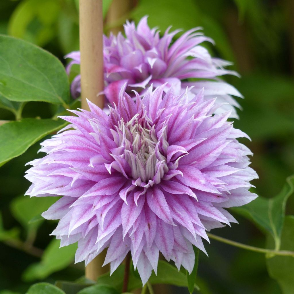 Clematis Joséphine