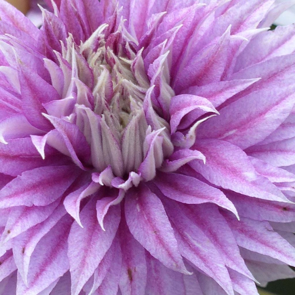 Clematis Joséphine