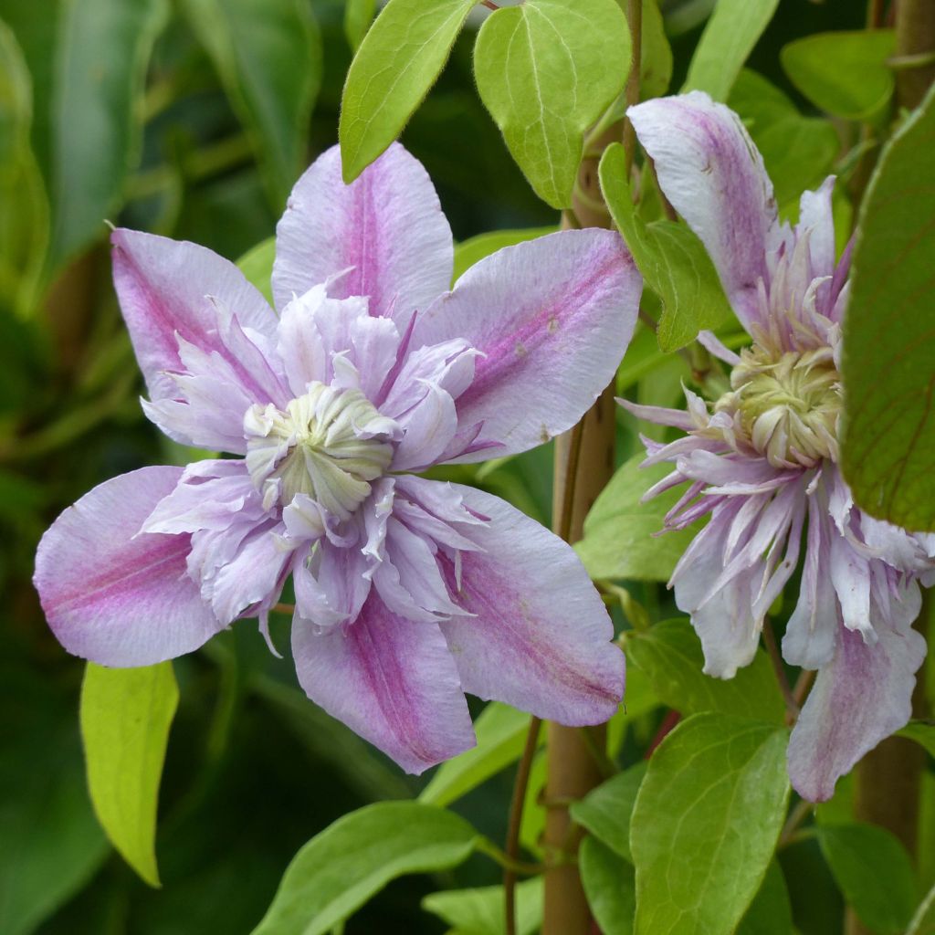 Clematis Joséphine