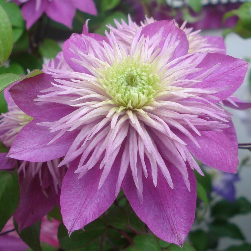 Clematis Kaiser