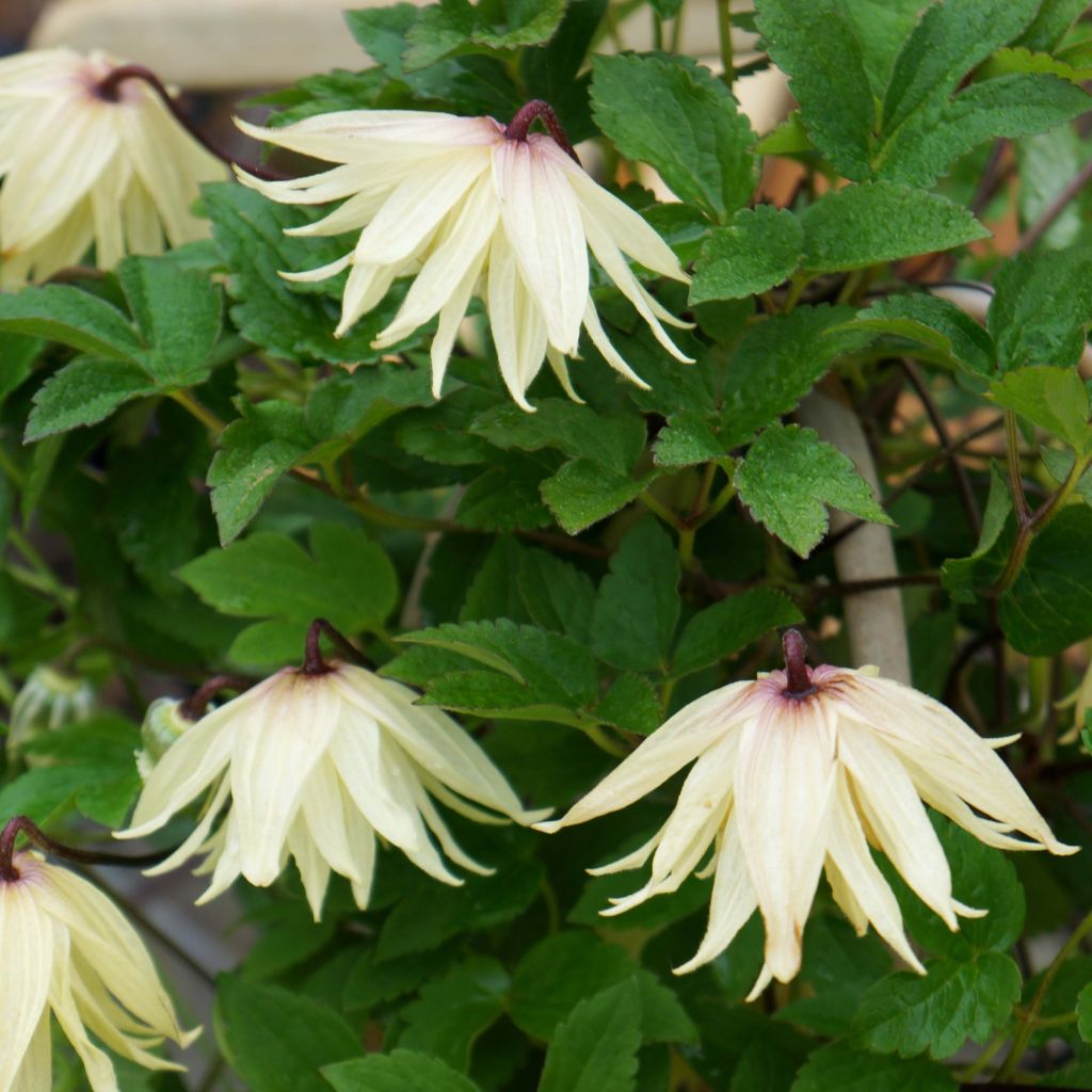 Clematis koreana Amber